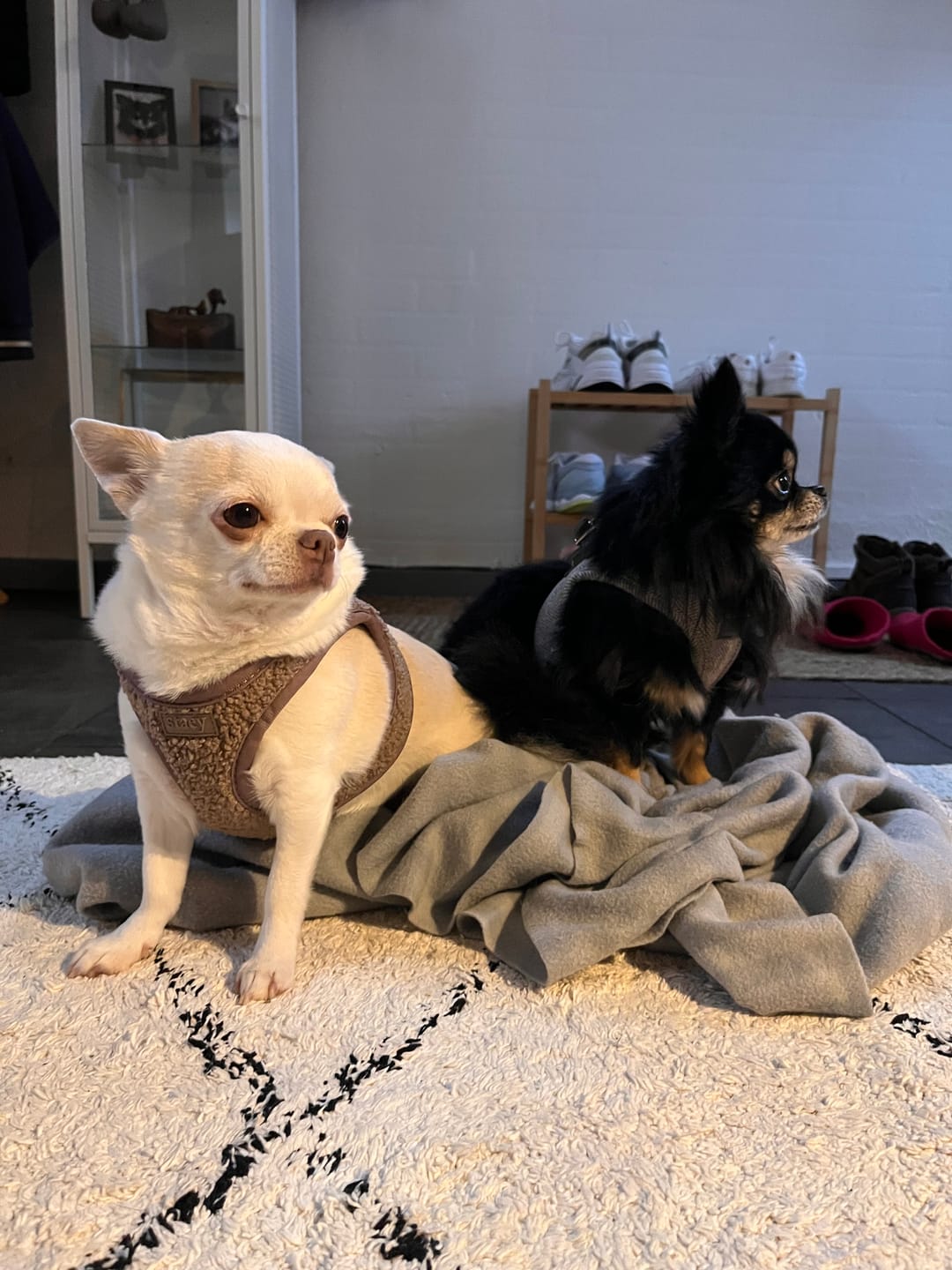 Customer photo review of Staey - Saga Step-in Hundesele, Mocca