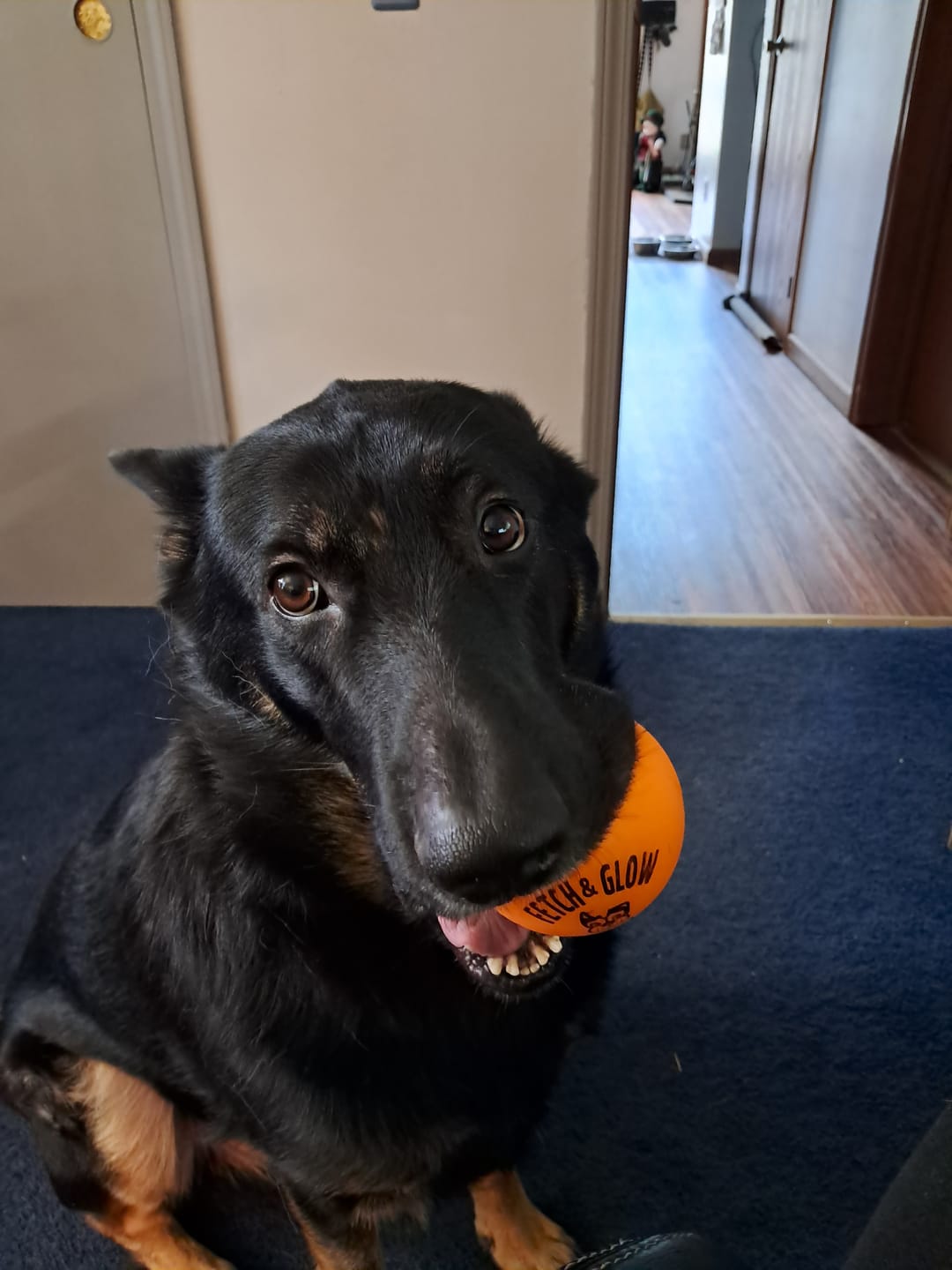 Customer photo review of Fetch & Glow Balls