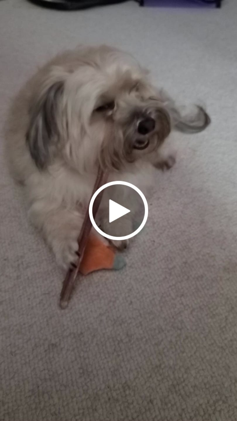 Customer video review of Bully Sticks - 12 Inch