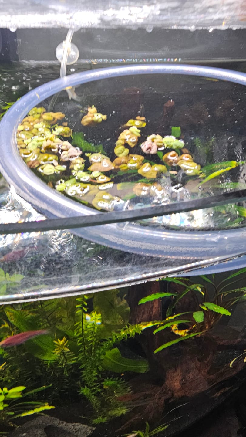 Customer photo review of Red Root Floaters