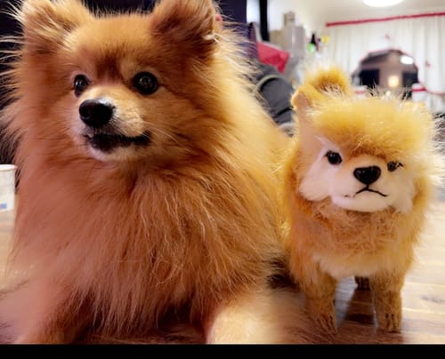 Customer photo review of Hansa Creation Pomeranian 23cm