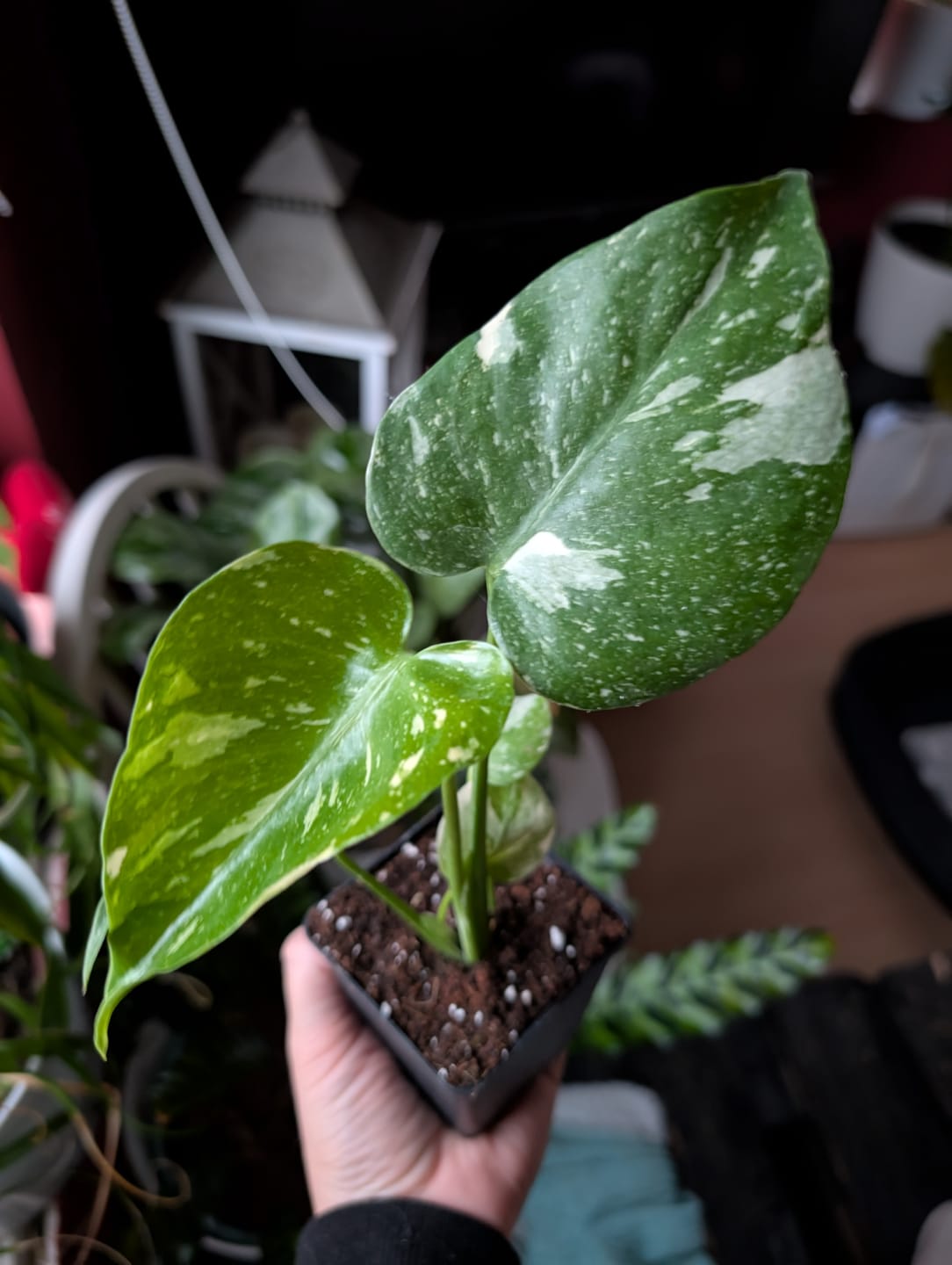 Customer photo review of MONSTERA THAI CONSTELLATION