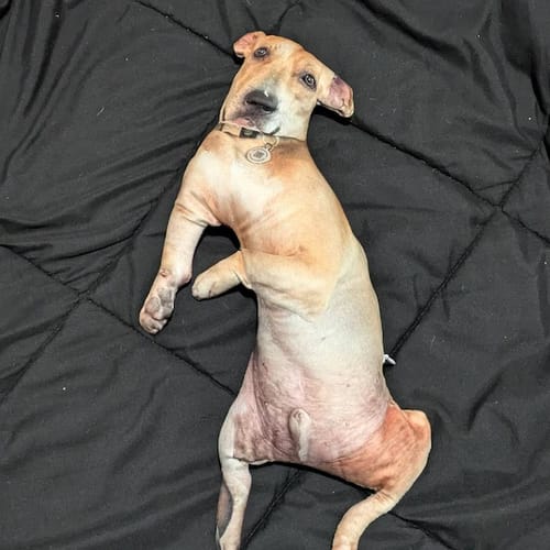 Customer photo review of Custom Pet Pillow