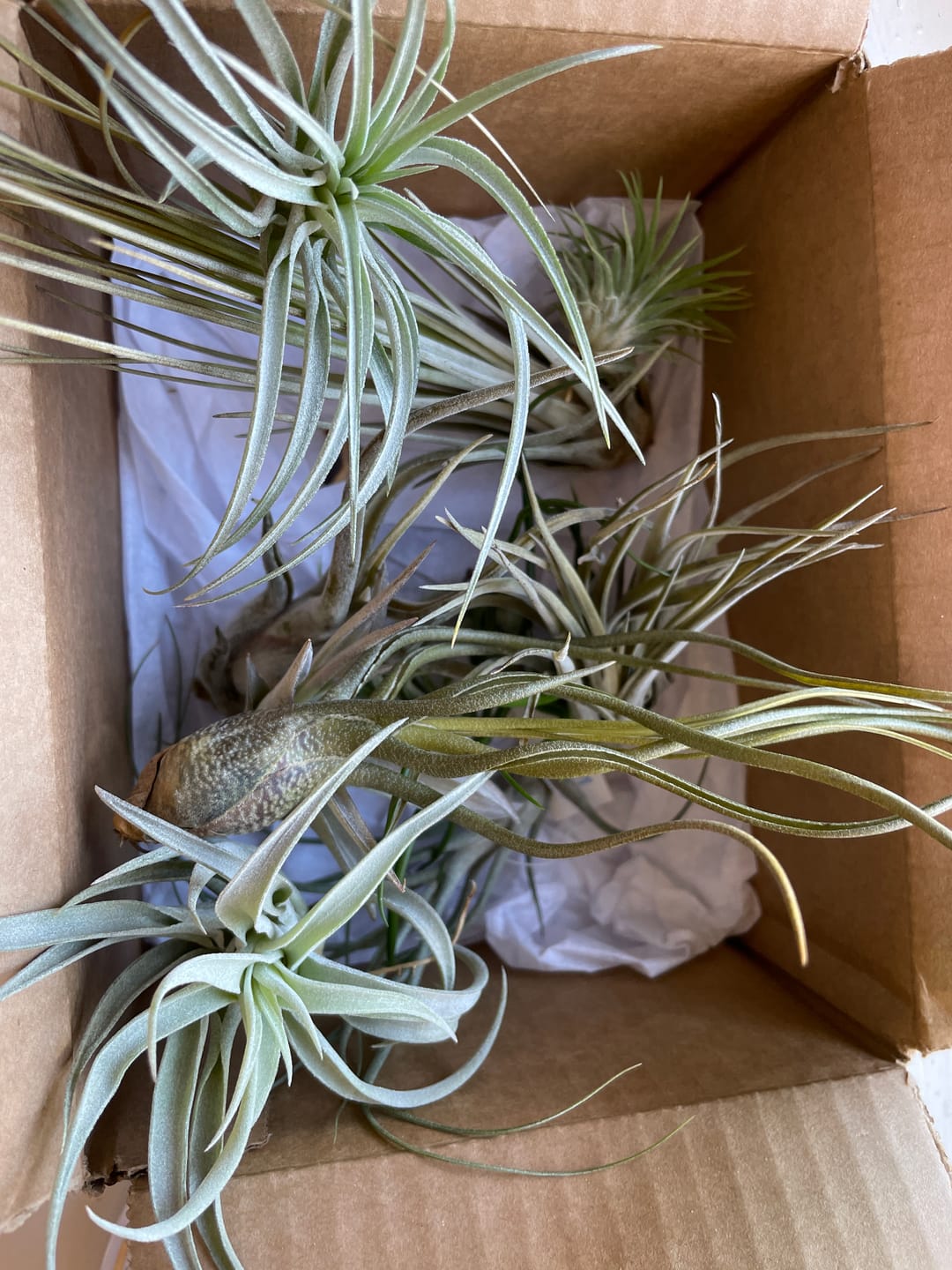 Customer photo review of 10 Pack Premium Air Plants Mix  *Cannot Be Shipped Internationally*