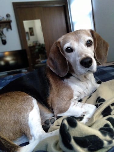 Customer photo review of ProDenta