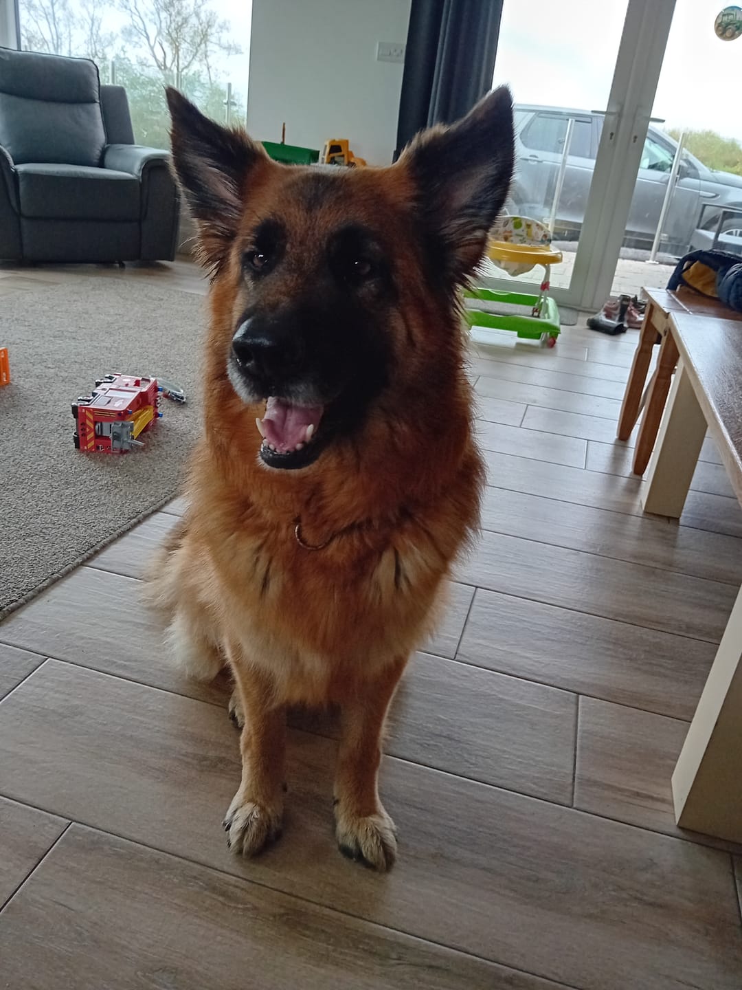 Customer photo review of GPS Dog Fence F8 | for Small, Medium and Large dogs