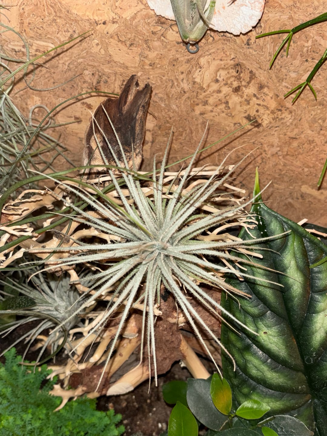 Customer photo review of Tillandsia tectorum "snow"