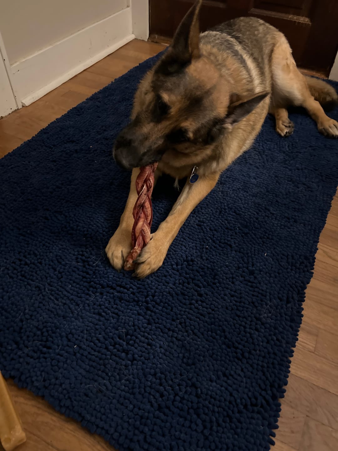 Customer photo review of 12 Inch Monster Braided Bully Stick