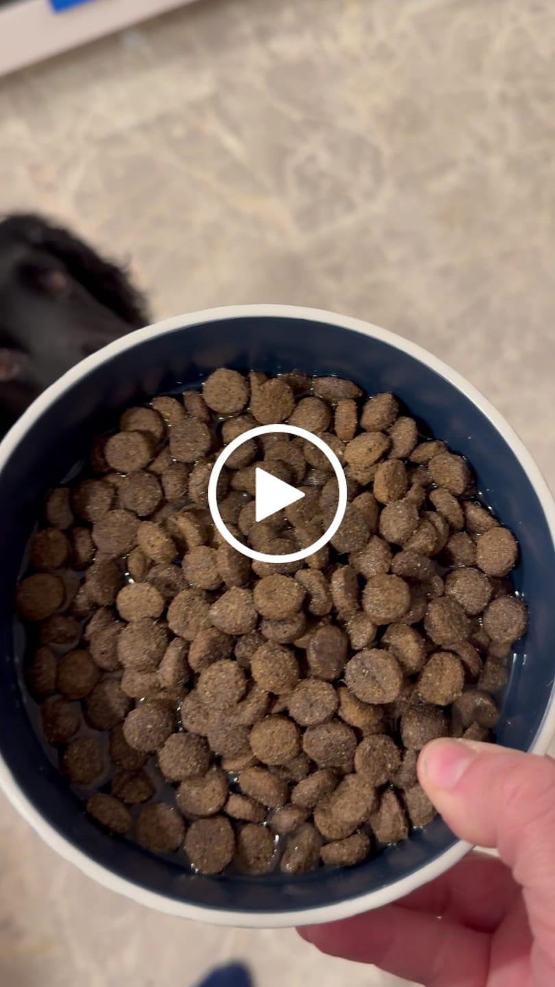 Customer video review of Welsh Lamb Dry Food