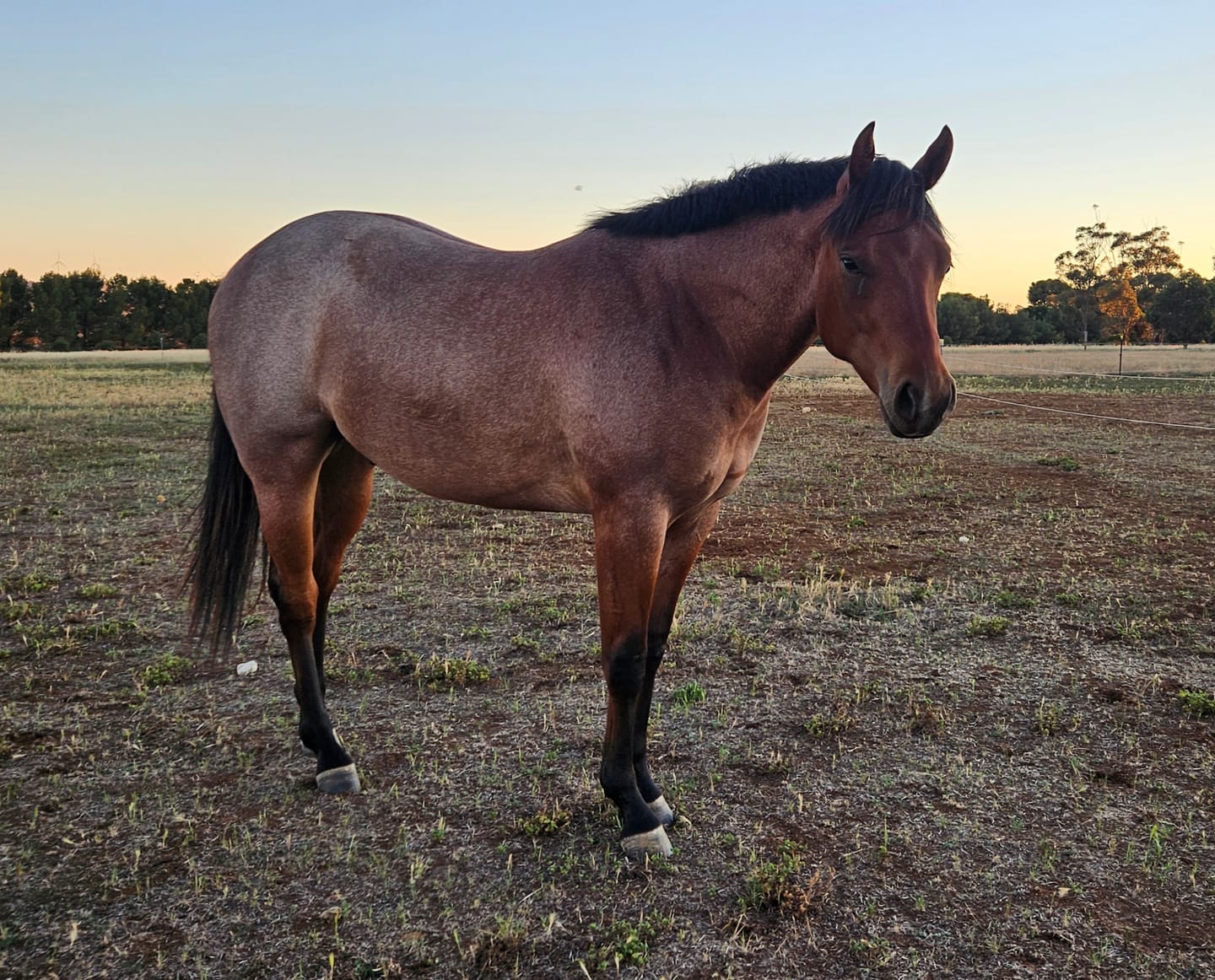 Customer photo review of Digestive HP