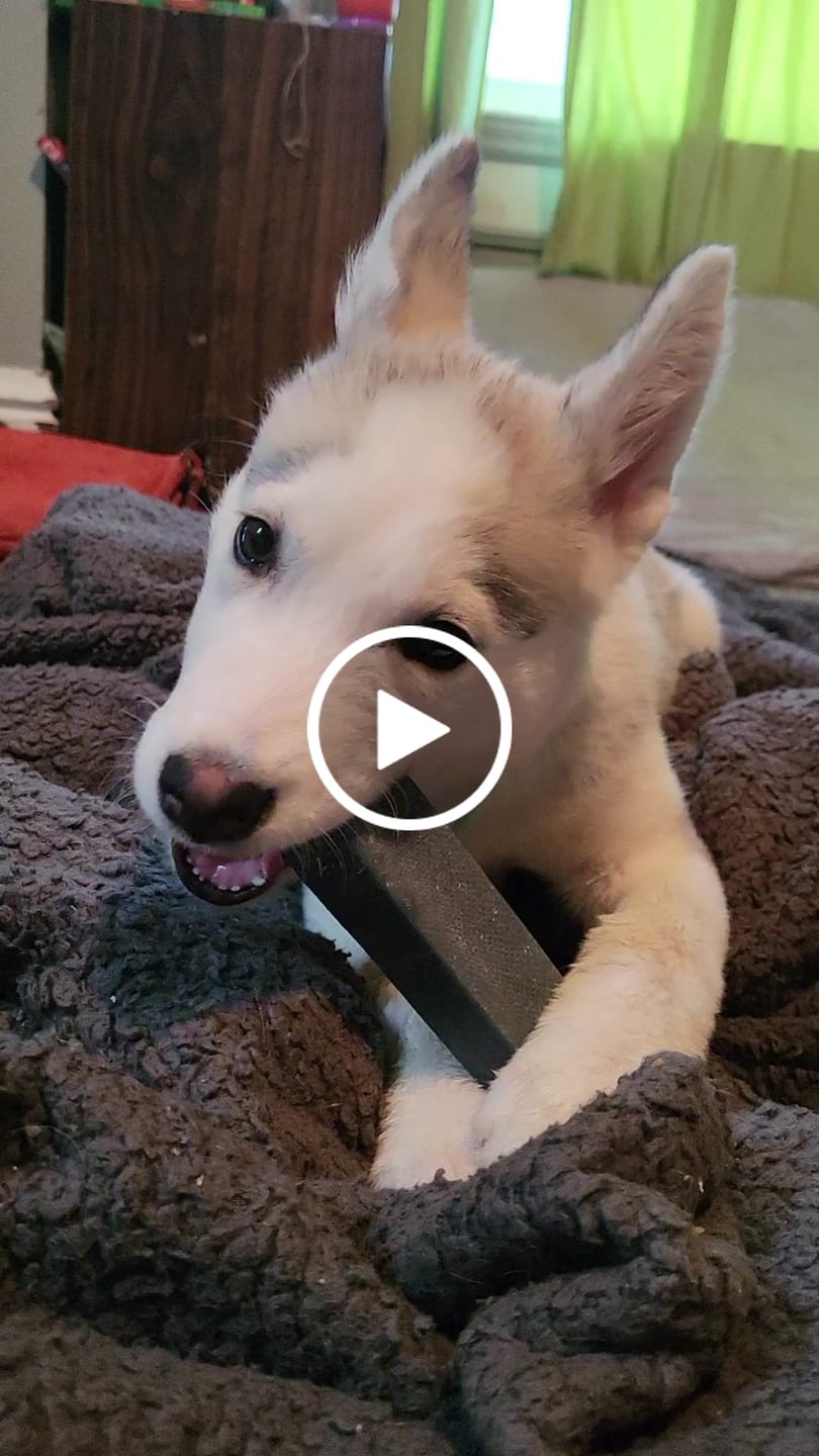 Customer video review of Blueberry Himalayan Yak Chew (MEDIUM)