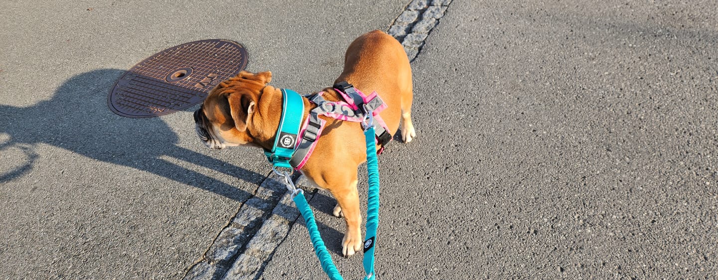 Customer photo review of 5cm Slip on Collar | Foam Padded - Turquouse