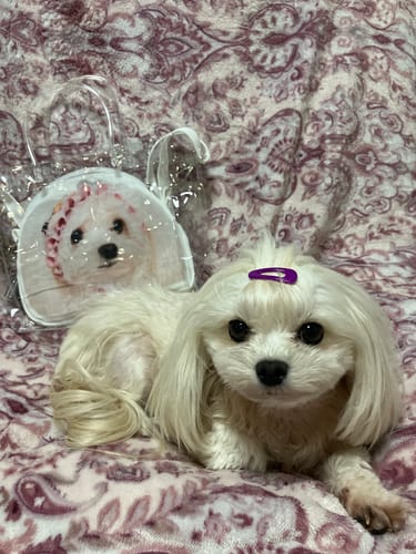 Customer photo review of 本物そっくり♪ペットフェイスバッグ