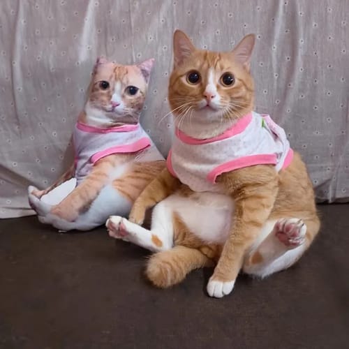 Customer photo review of Custom Pet Pillow