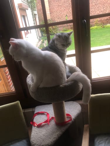 Avis photo d'un client sur Croquettes Chat Stérilisé Sans Céréales - Poulet