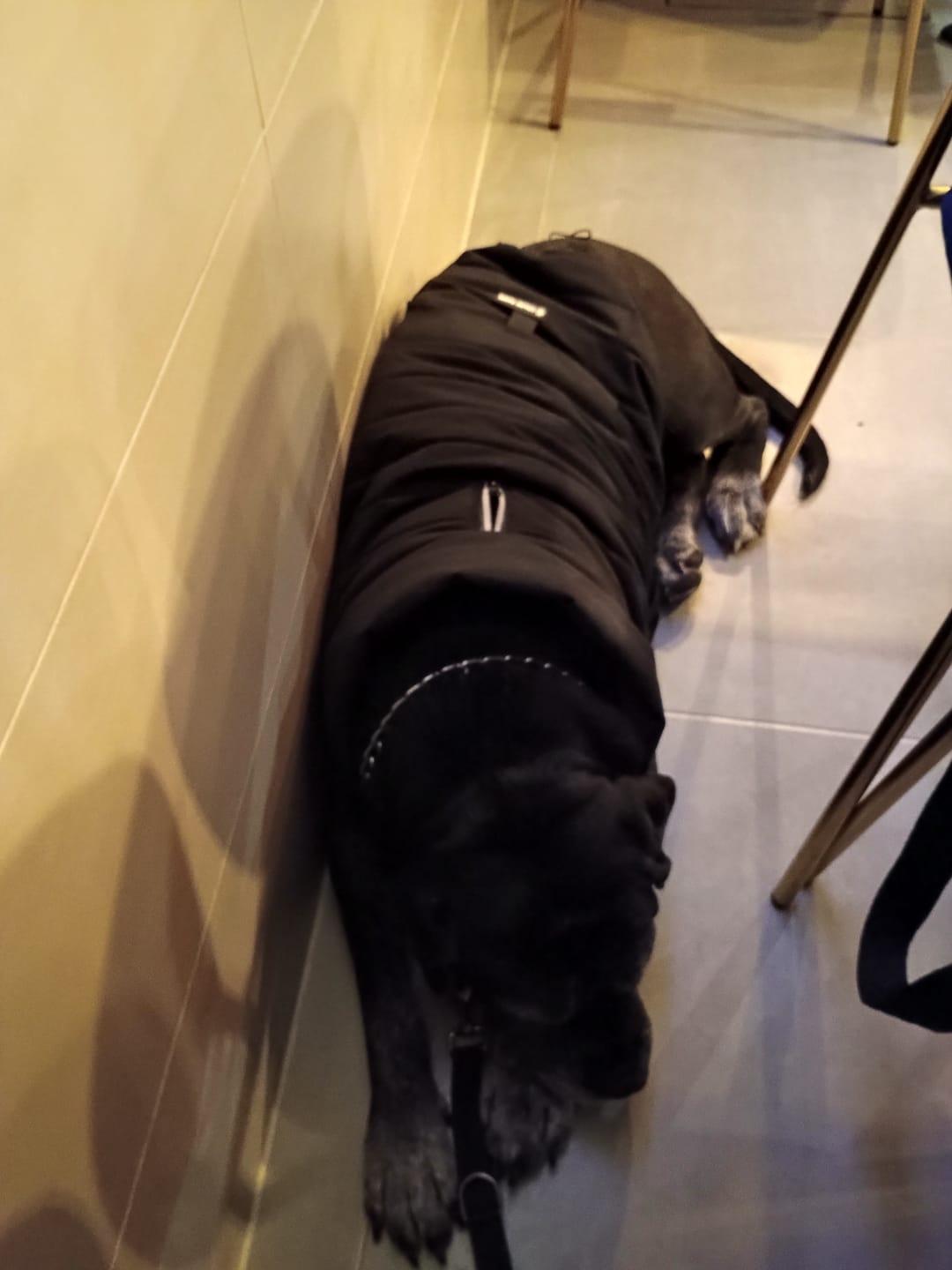 Customer photo review of WarmShield Water-Resistant Jacket - Black