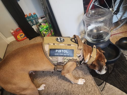Customer photo review of NEW Upgraded Tactical No-Pull Team K9™ Dog Harness with 4 Quick-Release Metal Buckles, Reinforced Front & Back D-Rings, Hook & Loop Panels, Adjustable Straps, Reflective Strips, & Top Handle