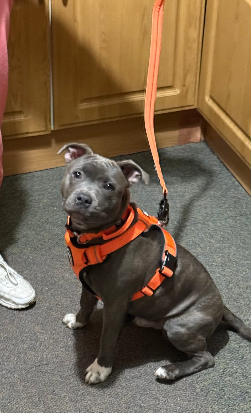 Customer photo review of Comfort Premium Harness | Non Restrictive - Orange