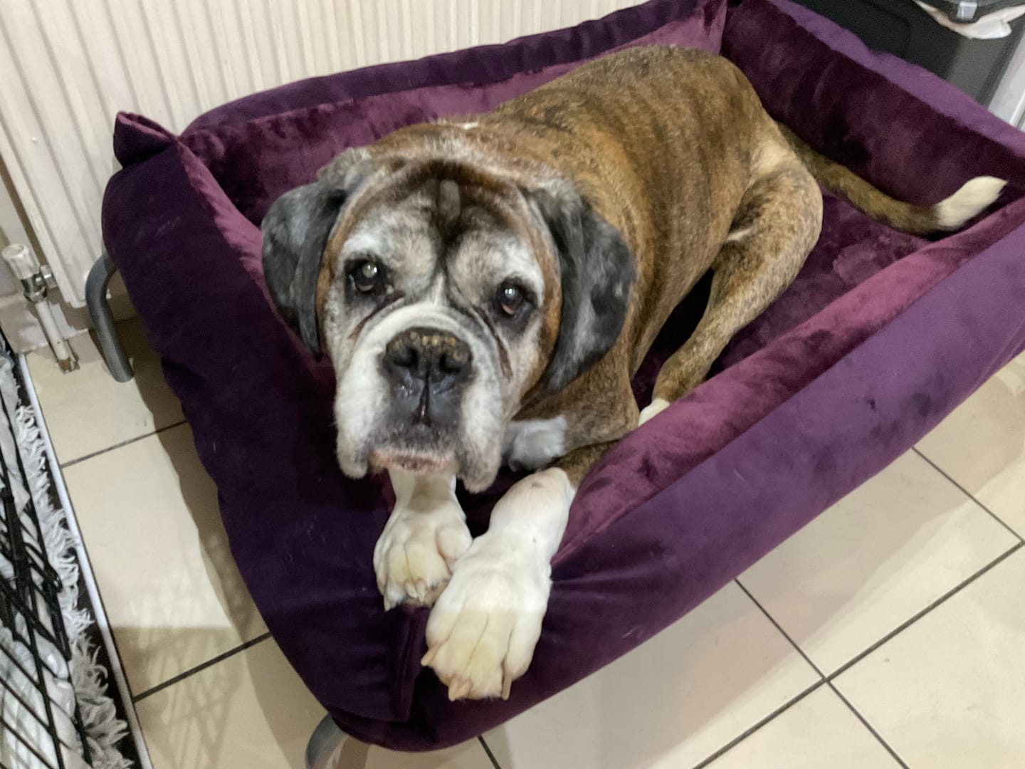 Customer photo review of Skin & Coat Treats
