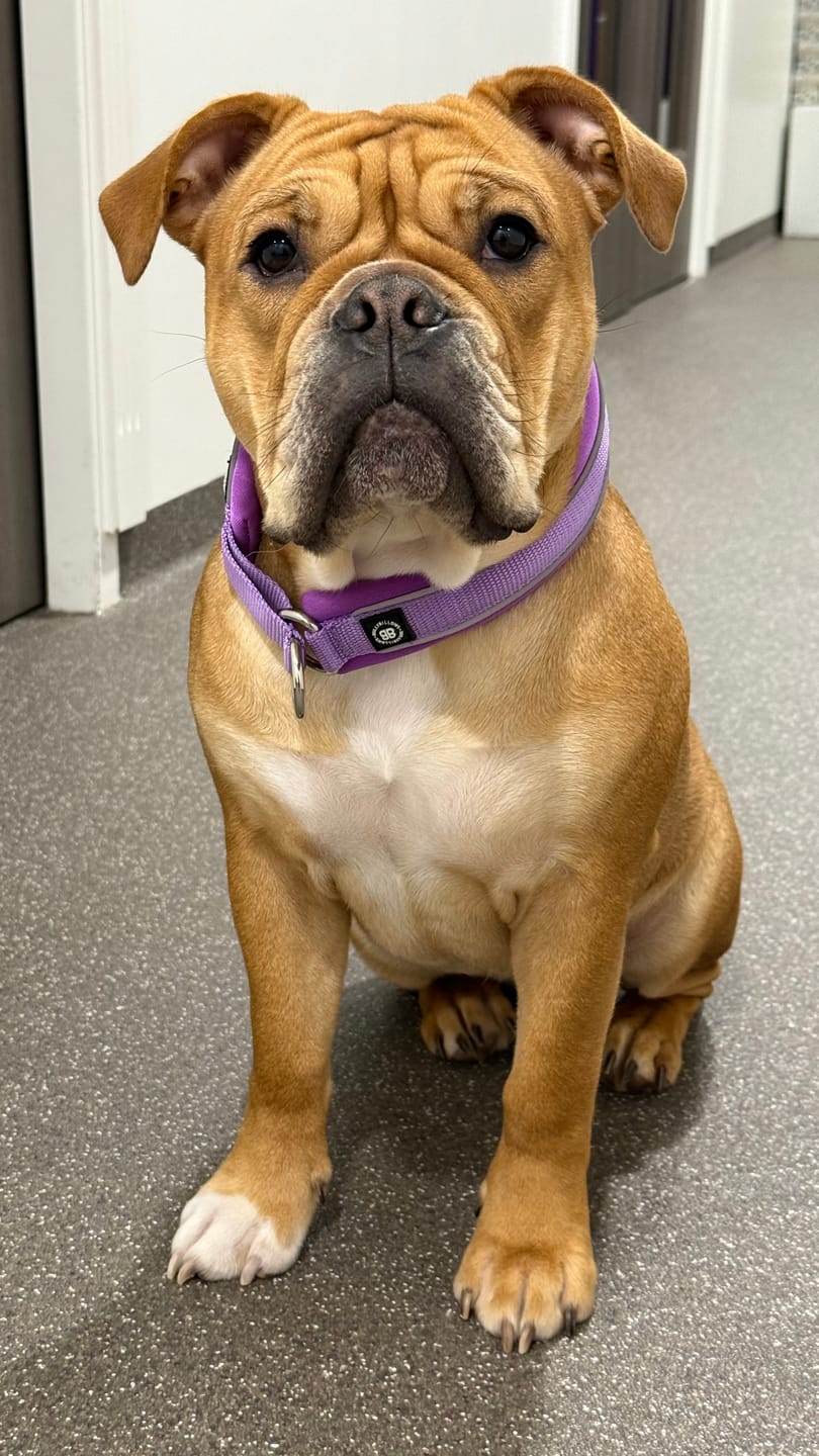 Customer photo review of 3cm Slip on Collar | Foam Padded - Purple