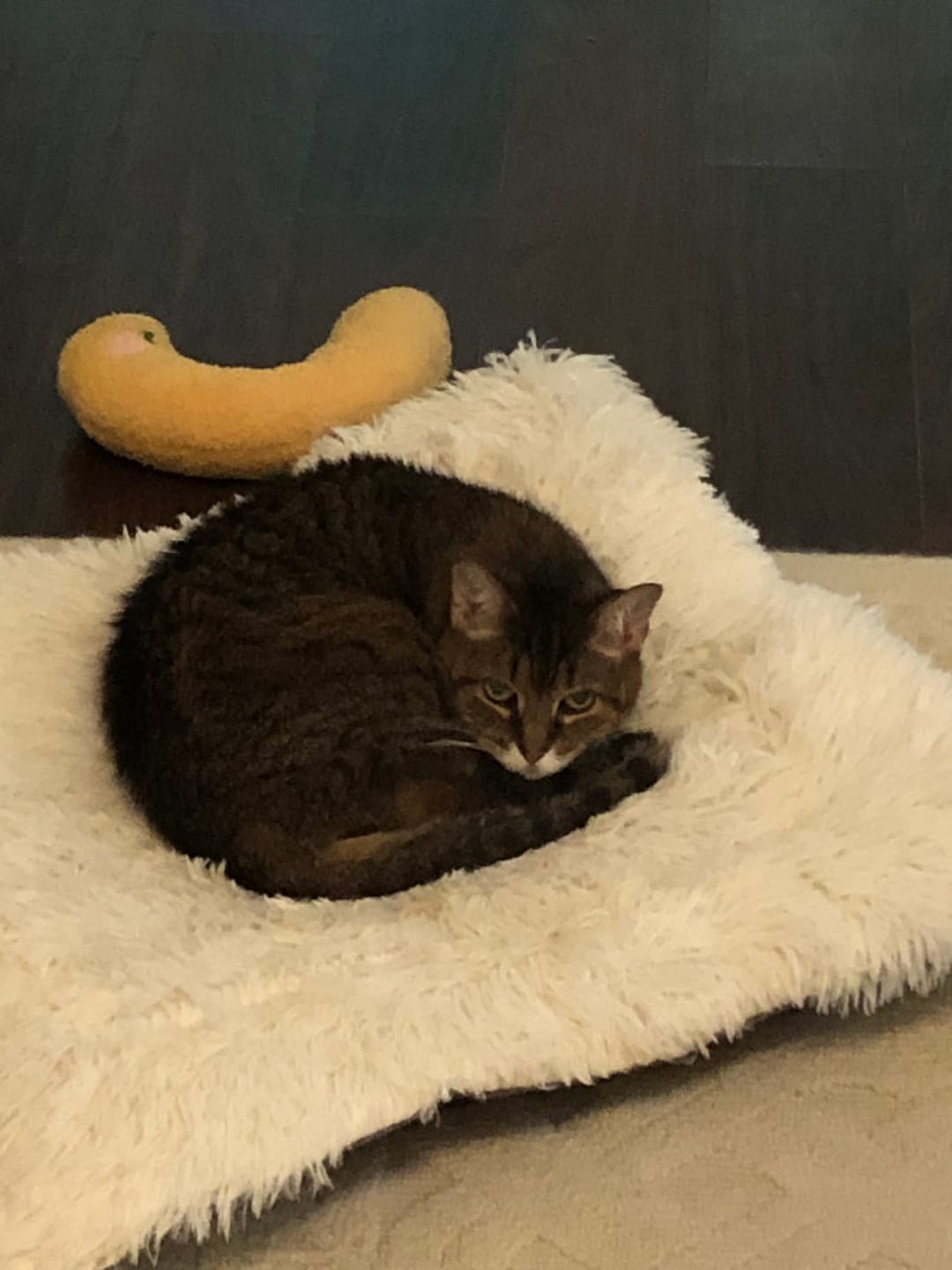 Customer photo review of 2-in-1 Soothing Cat Bed