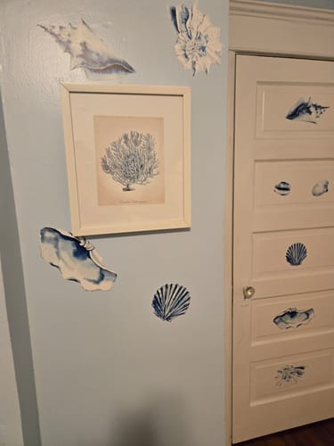 Customer photo review of Sea shells