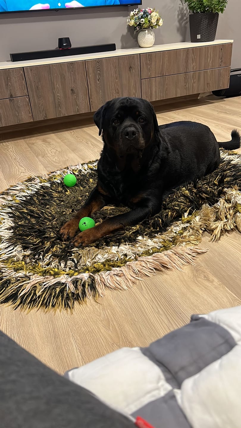 Customer photo review of For Large Joints & Bones | Dog Supplement for Large Dogs