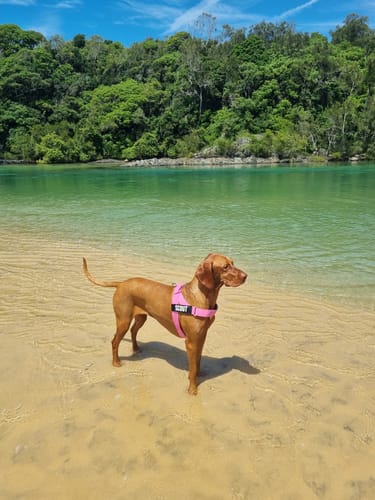 Customer photo review of Dog Harness