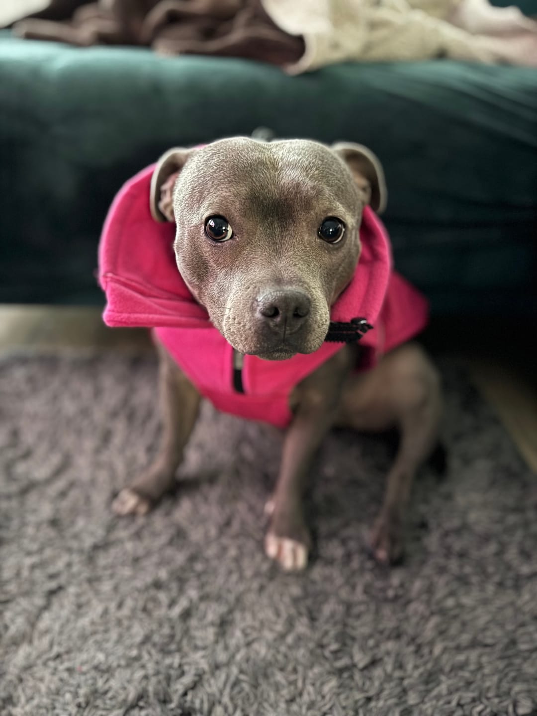 Customer photo review of Dog Coat With Zip - Shower Proof - Carminerose