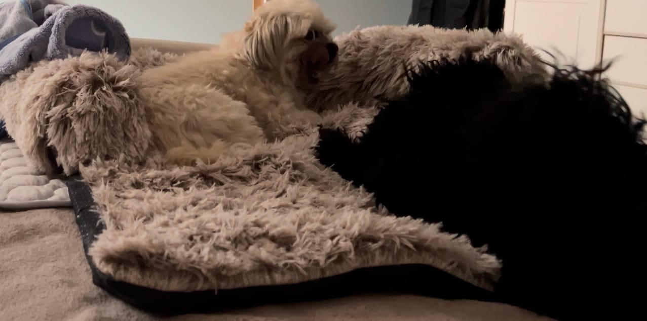 Customer photo review of Emmalove - Flauschiges Hundebett für dein Sofa