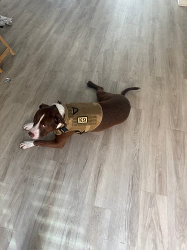 Customer photo review of Classic Heavy-Duty Tactical No-Pull Team K9™ Dog Harness With Front & Back D-Rings, Quick-Release Metal-Buckles, Hook & Loop Panels, & Top Handle