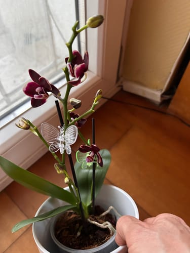 Customer photo review of Table Dance Banana Chocolate braun-gelben Blüten und 2+ Rispen