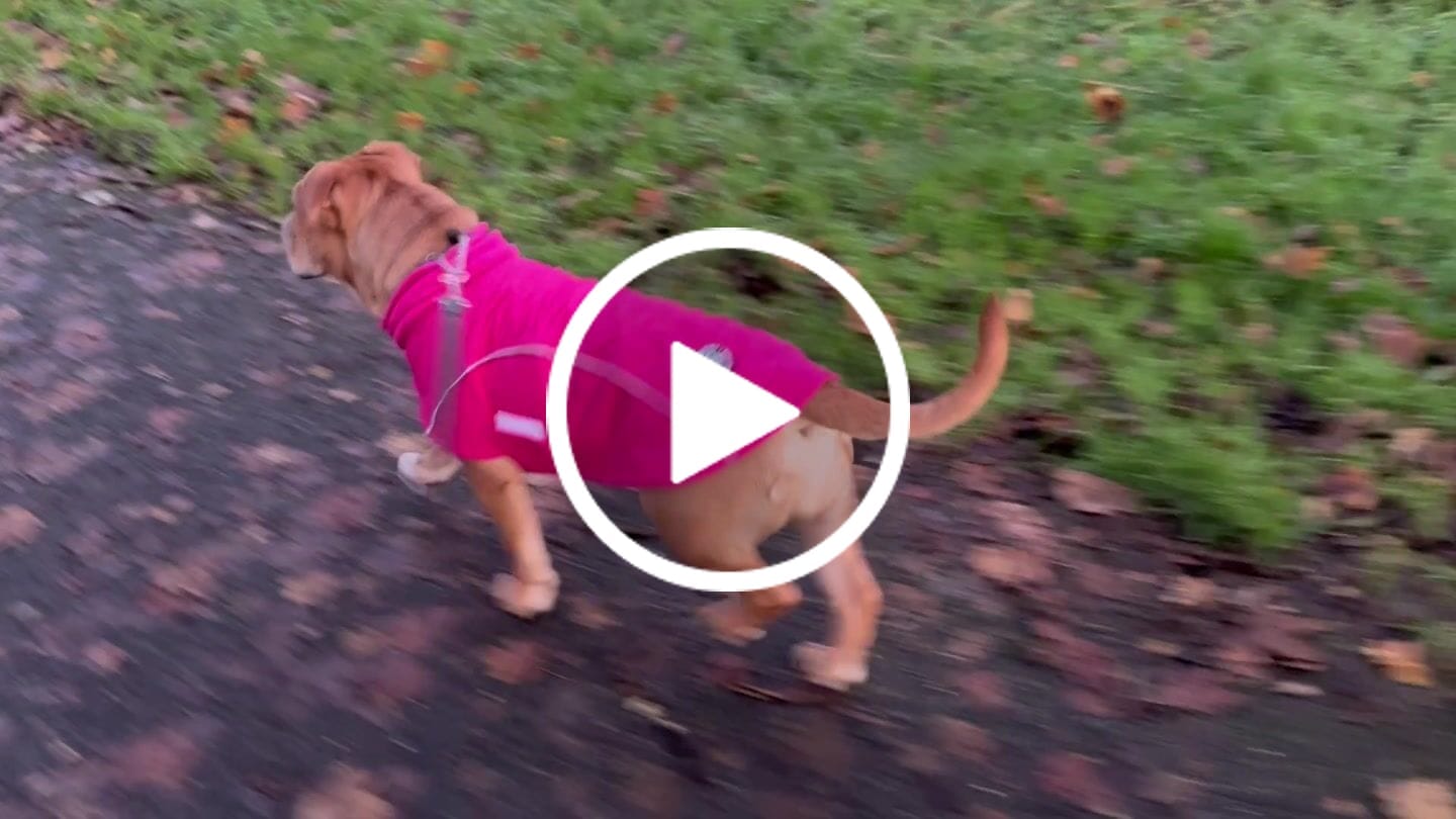 Customer video review of Dog Coat With Zip - Shower Proof - Carminerose