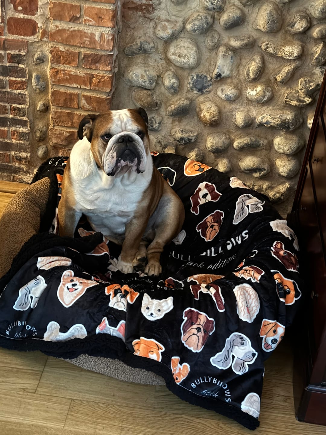 Customer photo review of Luxury Dog & Human Blanket