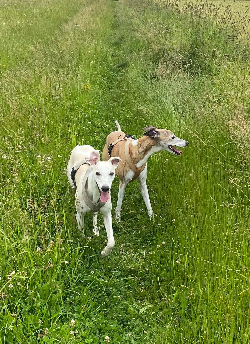 Customer photo review of Hundegeschirr FUN "Golden Sand"