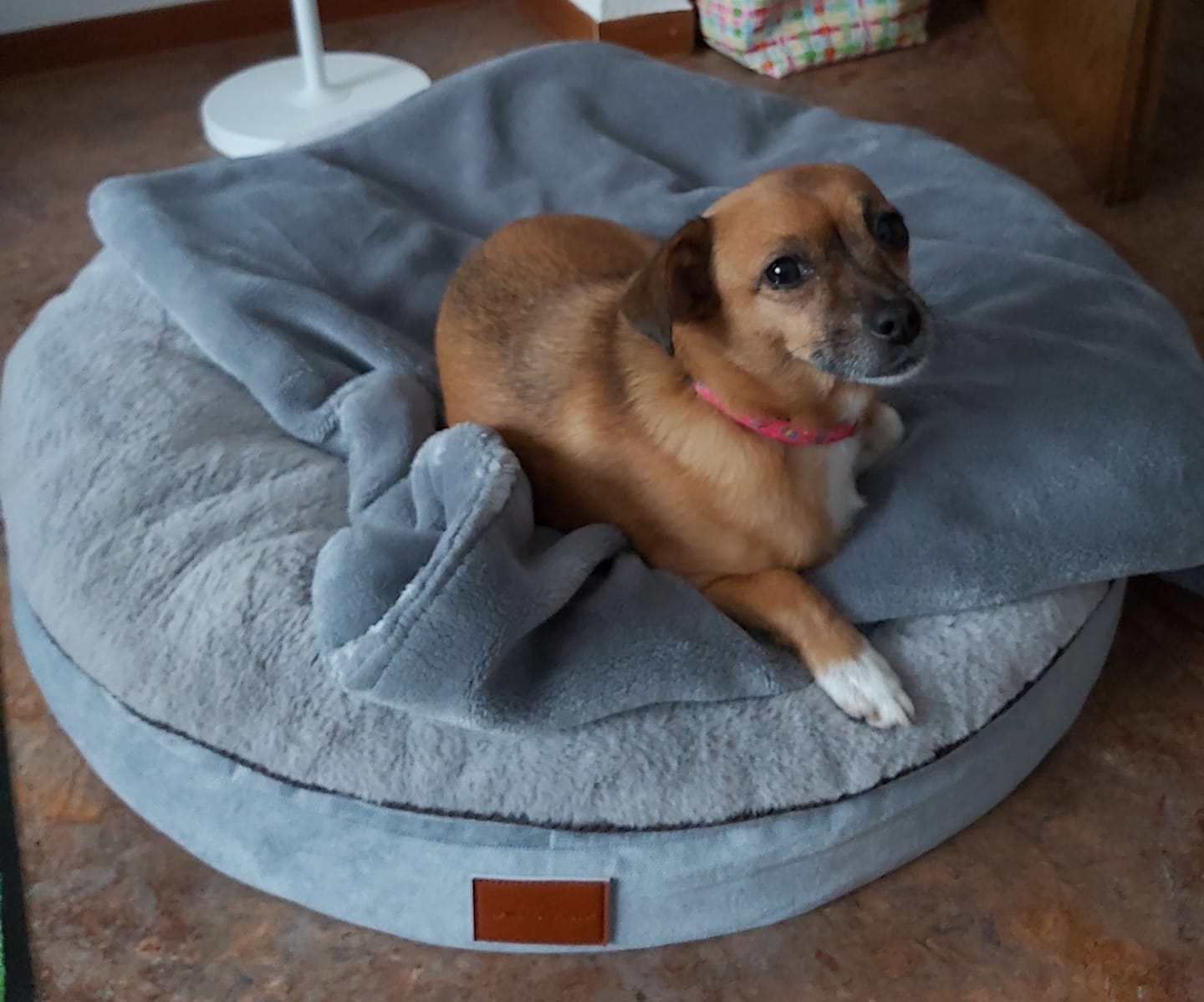 Customer photo review of Orthopädische Hundeinsel "Easy"