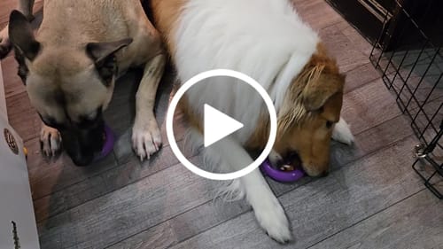 Customer video review of Freezball - Durable Fillable Dog Chew Bone