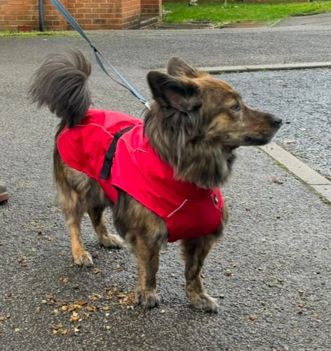 Customer photo review of Vimy Lightweight Waterproof Raincoat with Harness Hole Zip
