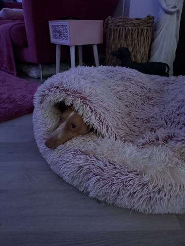 Customer photo review of Burrow Buddy™ - Pet Bed
