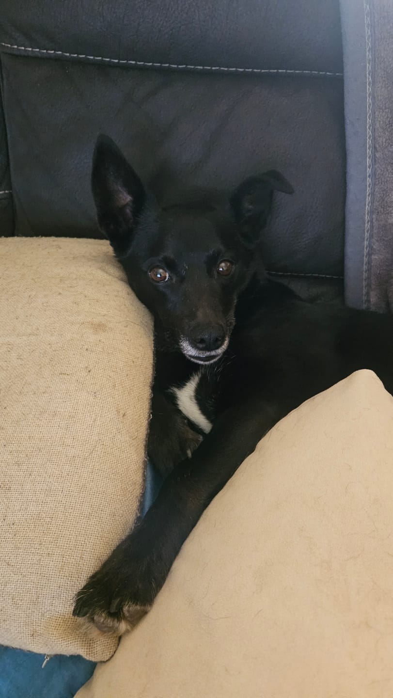 Customer photo review of Stress K9 Chews