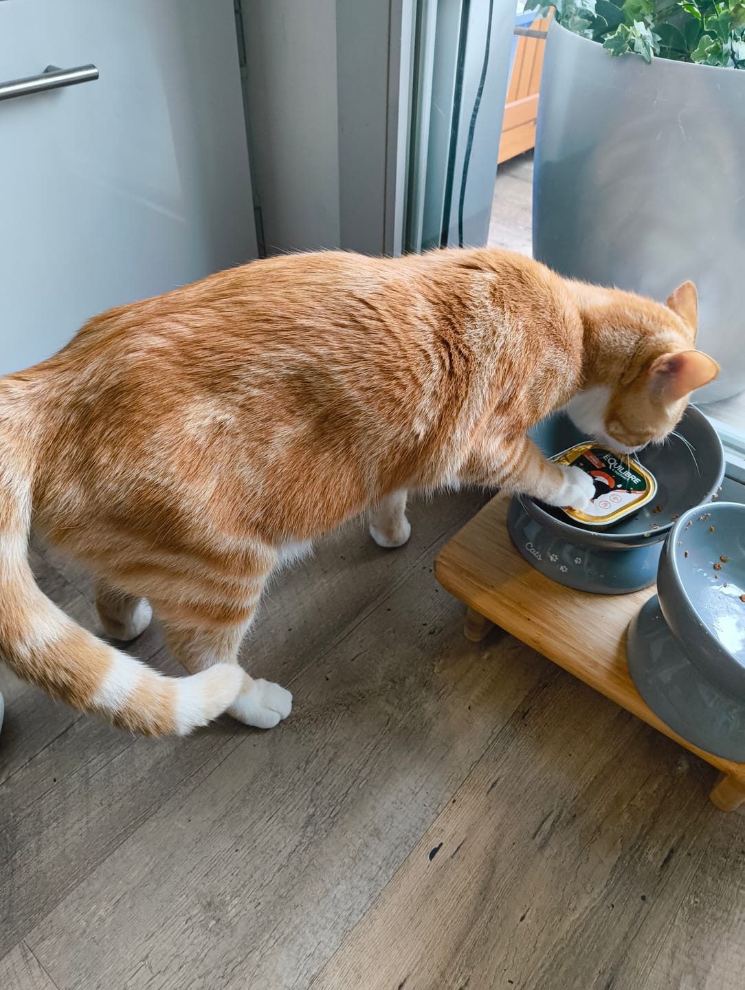 Customer photo review of Pâtées riches en volaille & aux courgettes (chat stérilisé et chat adulte)