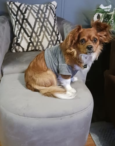 Customer photo review of PUPVOTE: 2025 Cutest Pet Calendar (Official Edition)