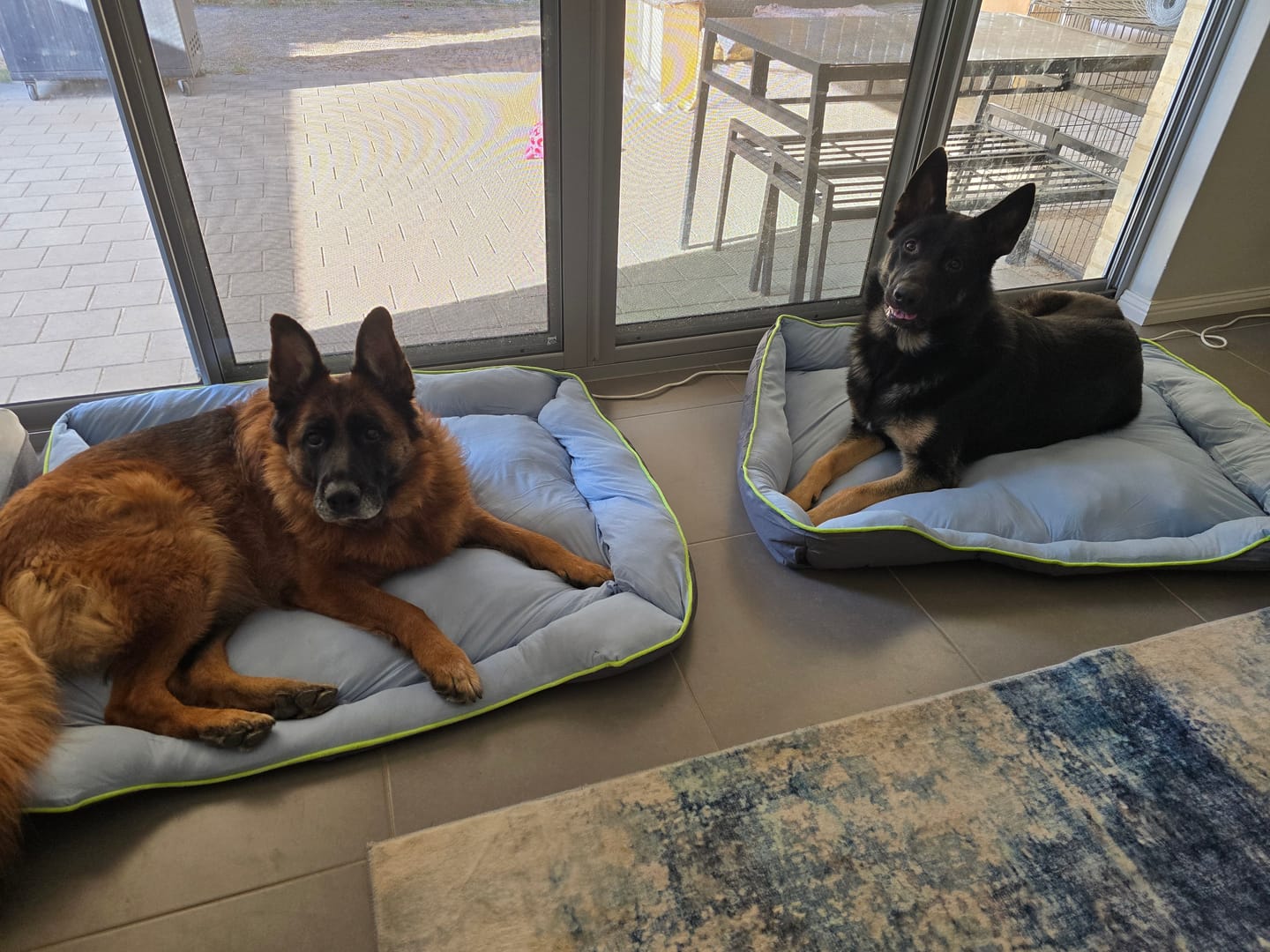 Customer photo review of PaWz Pet Cooling Sofa Bed