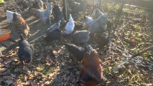 Customer photo review of BSF Larven - getrocknete Soldatenfliegenlarven