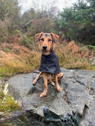 Customer photo review of Lightweight/Summer Sighthound High-Collar Raincoat (Harness Hole optional )