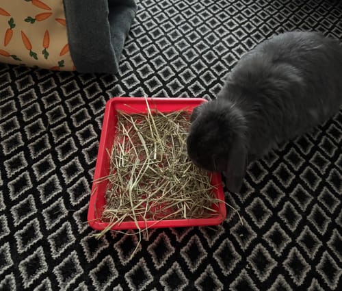 Customer photo review of Meadow Hay Box