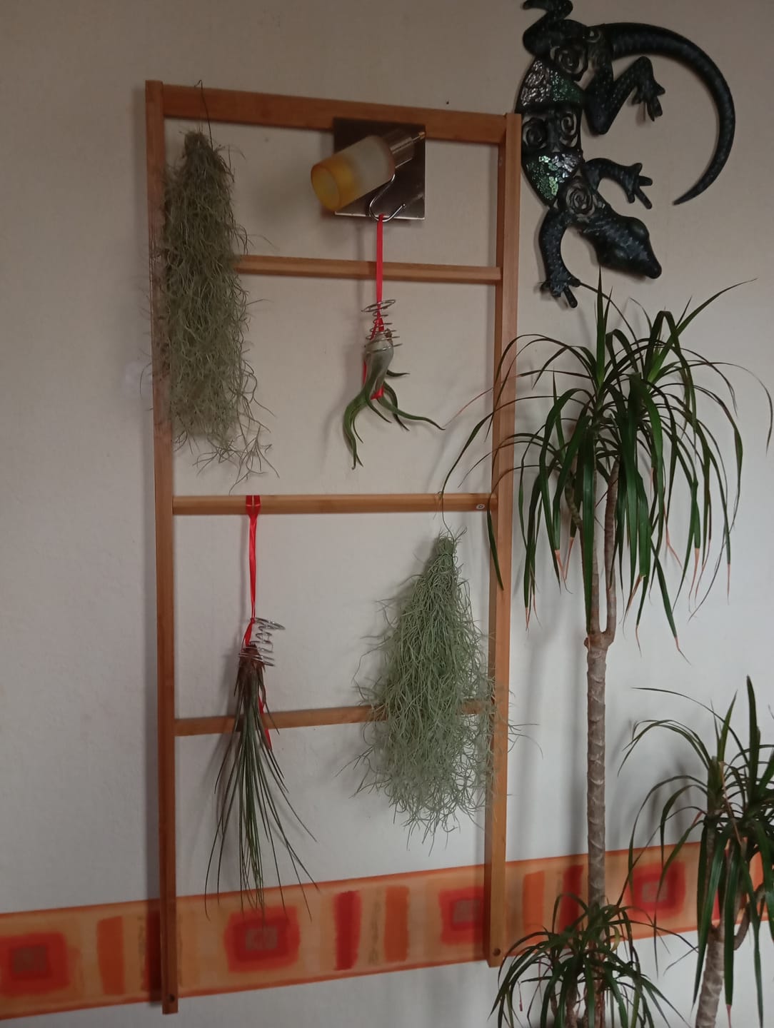 Customer photo review of Tillandsia caput medusae