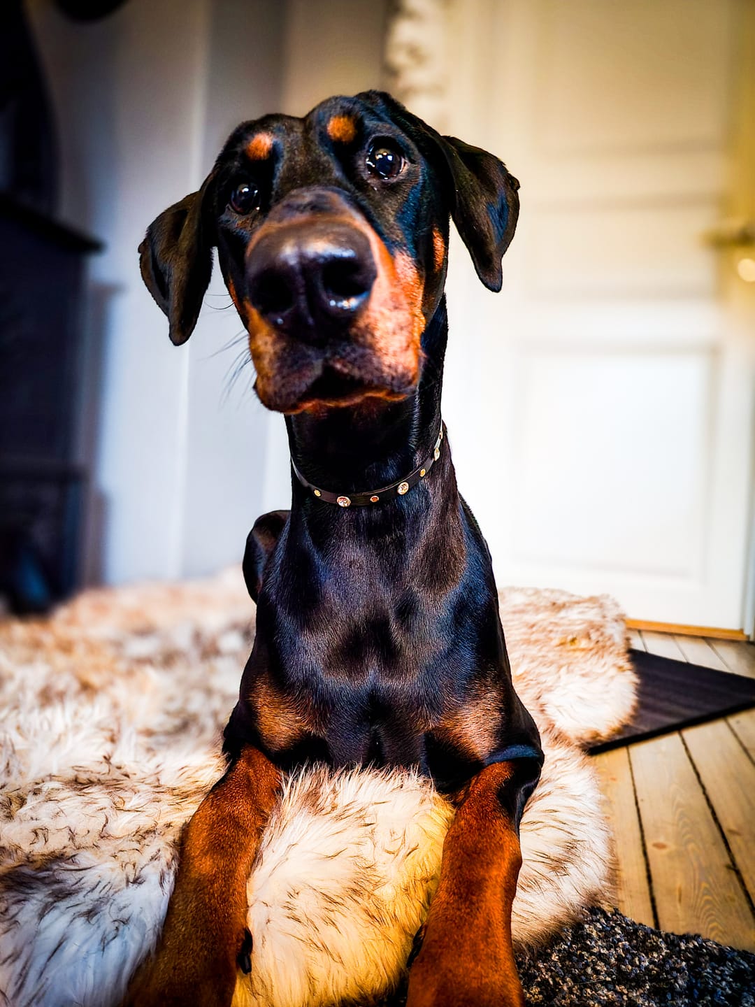 Customer photo review of ComfyRug Original - Hundeseng med premium memory foam