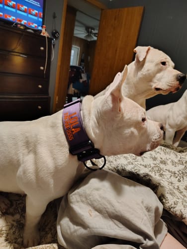Customer photo review of Purple Bully Proof Collar