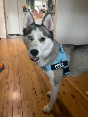 Customer photo review of Dog Harness